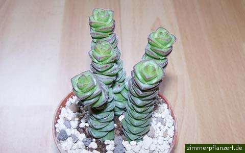 Succulent plant 4